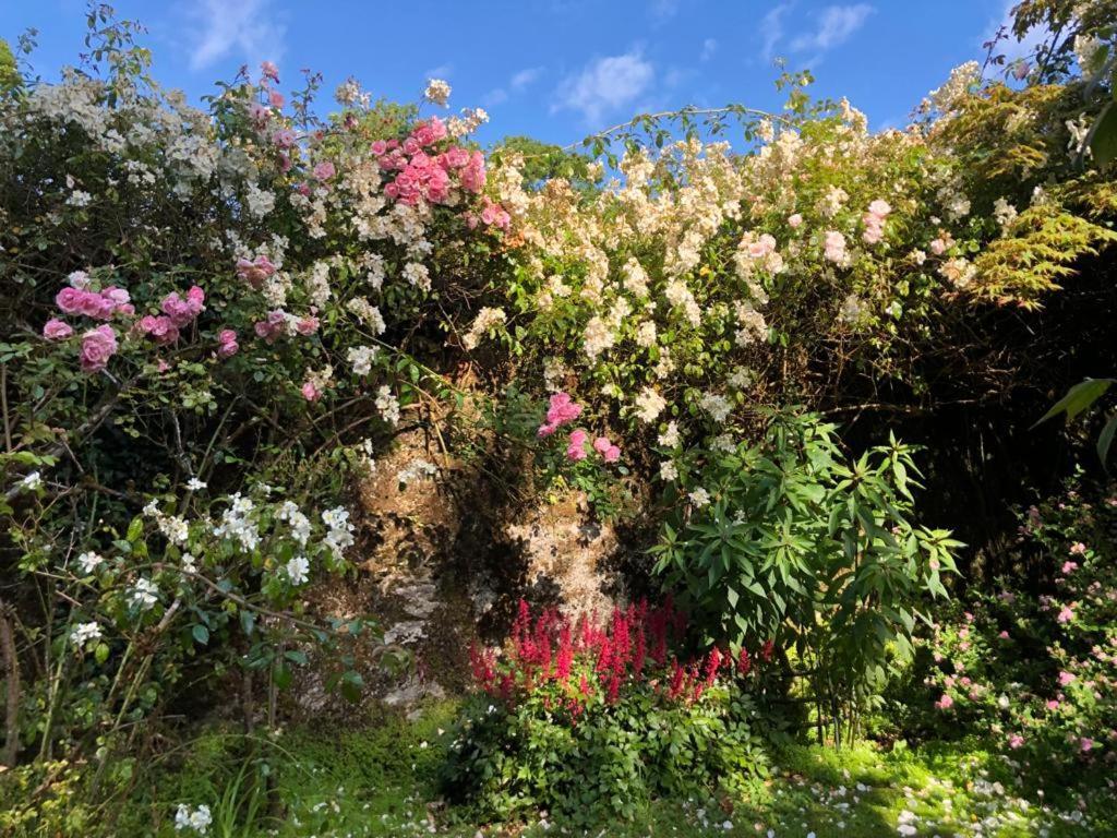 Kilmahon House, P25A973 Bed & Breakfast Shanagarry Exterior foto