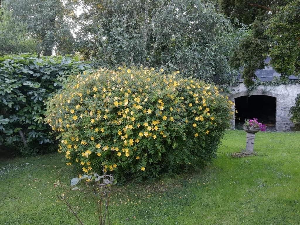 Kilmahon House, P25A973 Bed & Breakfast Shanagarry Exterior foto